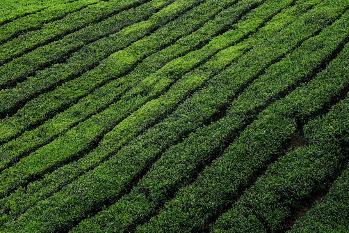 Feuilles de pu-erh fermenté